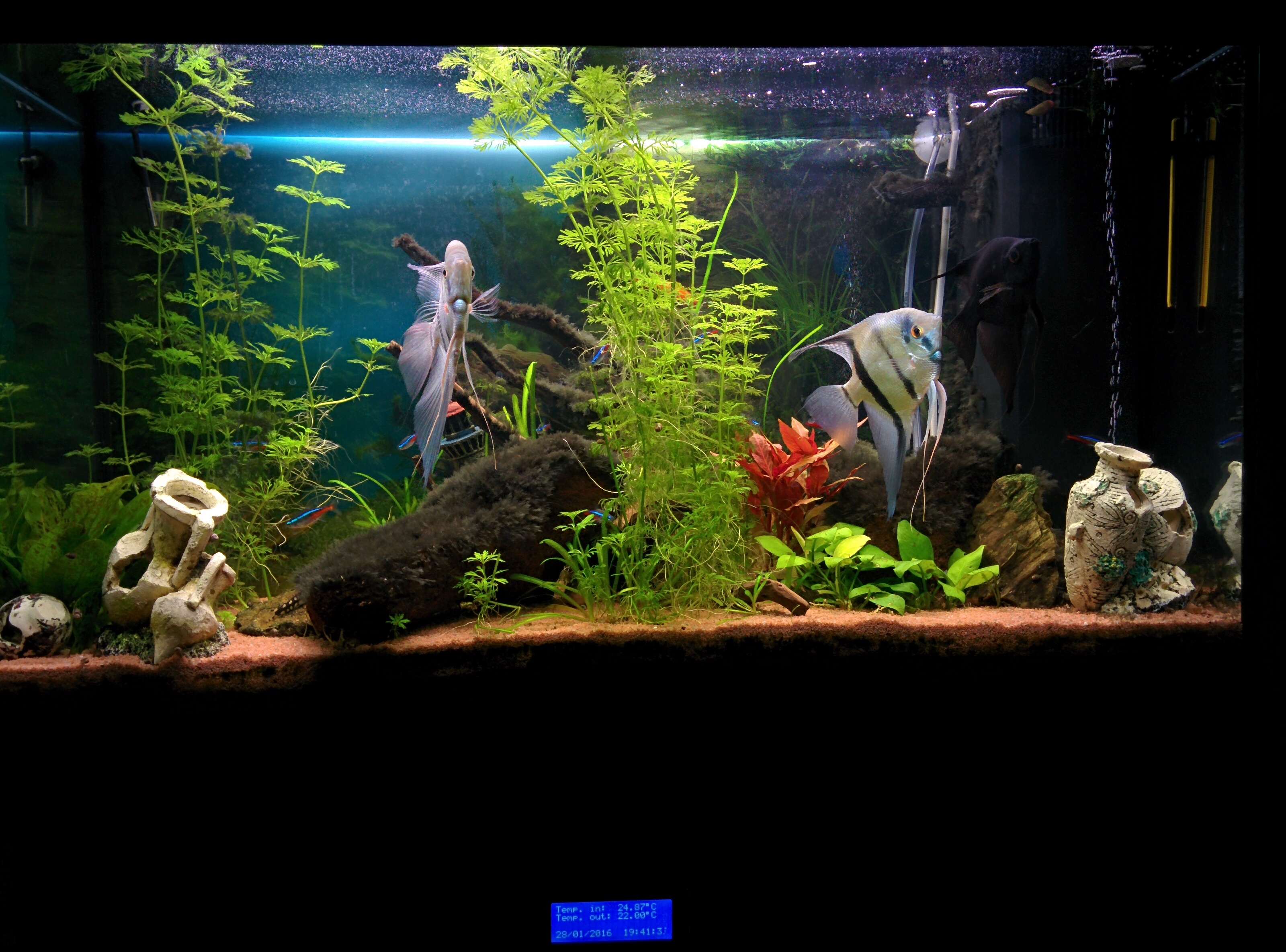 Plafoniere Per Acquari Aperti : Acquario controllato da fishino arduino based simone dall asta